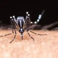 هشدار جدی درباره گسترش پشه آئدس در جیرفت/ لزوم تشدید اقدامات پاکسازی شهری