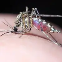 افزایش موارد تب دنگی در هرمزگان به ۲۲۵ نفر