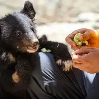 هفت صبح افشا کرد: حیوانات پردیسان به باغ‌وحش‌ها فروخته می‌شوند