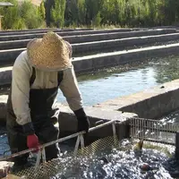 نماینده مردم نهاوند: قطب شیلات غیرساحلی کشور نیاز به حمایت دارد