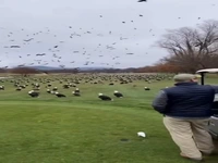 عقاب‌های کچل در زمین گلف