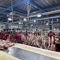 ترخیص ۵۰۰۰ تن فرآورده دامی از مرز میرجاوه سیستان و بلوچستان