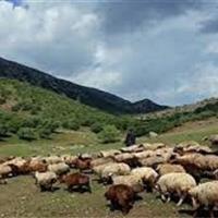 دانشآموخته دکترای محیط زیست: رمهگردانی در روزهای بارانی فشار مضاعفی بر اکوسیستم وارد میکند