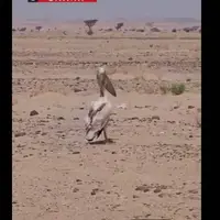 تصاویر تلخ از حضور پلیکان‌ها در خشکی دریاچه ارومیه 