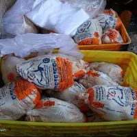 پیشبینی کاهش ۱۵ تا ۲۰ درصدی تولید مرغ