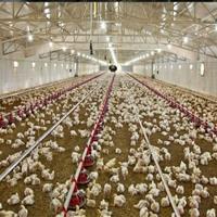 مرغداران کردستان خواستار حذف سویه مرغ آرین شدند