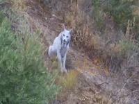  ثبت تصویر نخستین سیاه‌گوش سفید ایبری در جهان