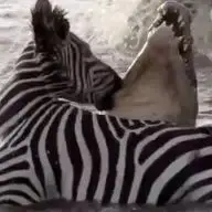 نبرد شجاعانه گورخر با کروکودیل در رودخانه