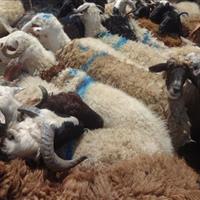 دستگیری ۲۰۴ سارق احشام و کشف ۷۹۷ رأس دام