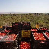 افزایش قیمت گوجه موقتی است؛ شایعه پرتقال تزریقی تکذیب شد