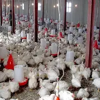 احتکار ۵۴ هزار کیلو گرم مرغ زنده؛ مرغدار متخلف ۷ میلیارد جریمه شد