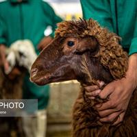 جابجایی بدون مجوز دام، قاچاق محسوب می‌شود