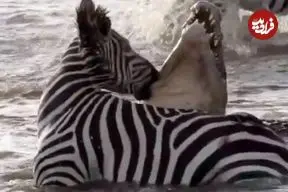 نبرد شجاعانه گورخر با کروکودیل در رودخانه