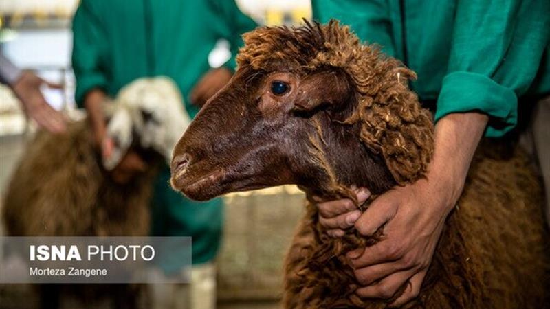 جابجایی بدون مجوز دام، قاچاق محسوب میشود