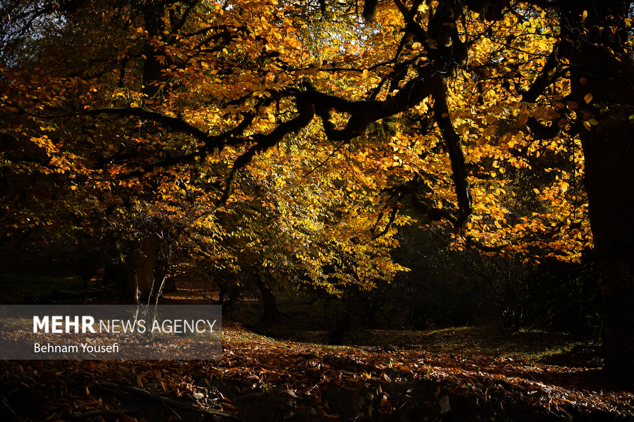 زیبایی جنگل های پاییزی مازندران