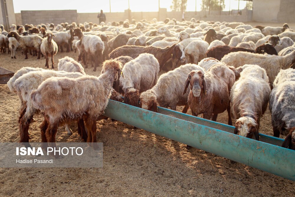 مزرعه دامپروری روستای چپرقویمه در شهرستان گنبد 