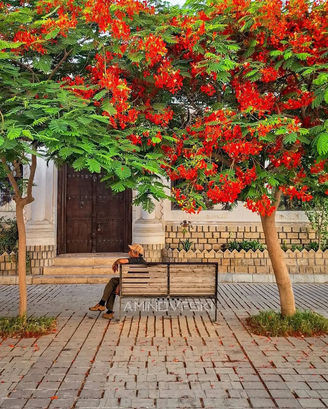  بوشهر؛ جواهری در سواحل ماسه‌ای خلیج فارس