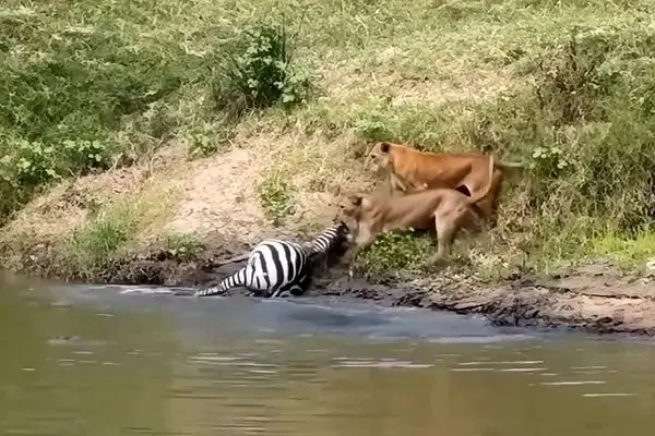 شیرها یک گورخر را از تمساح‌ها دزدیدند!