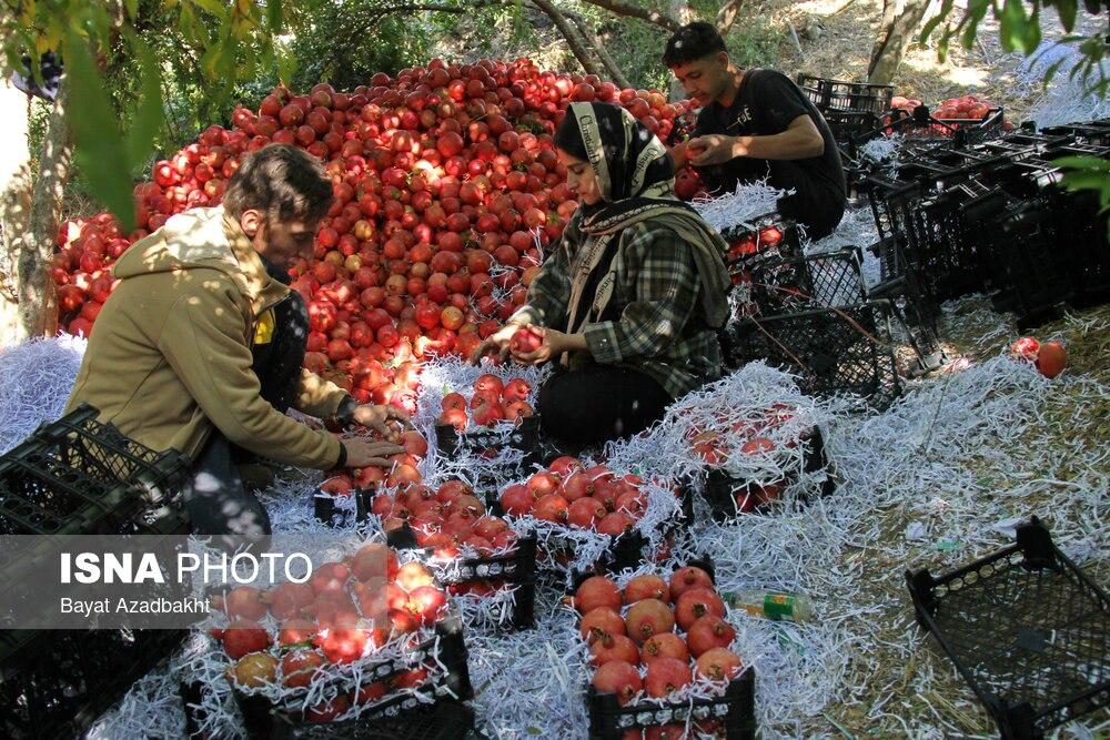 پاییز سرخ لرستان در انارستان کوهدشت         