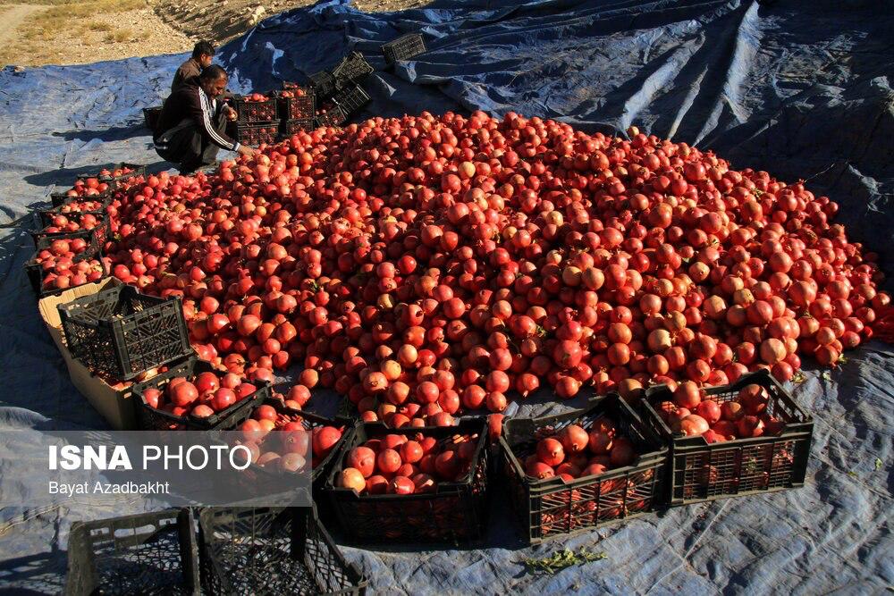 پاییز سرخ لرستان در انارستان کوهدشت         