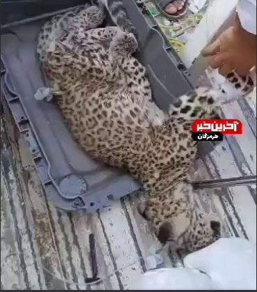 نجات یک قلاده پلنگ در کوه‌های بشاگرد