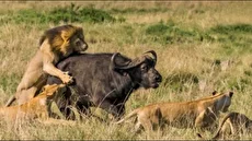 نبرد شیر و بوفالو برای بقا در طبیعت وحشی