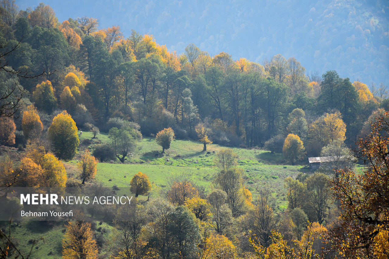 زیبایی جنگل های پاییزی مازندران
