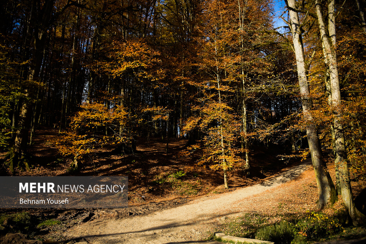 زیبایی جنگل های پاییزی مازندران