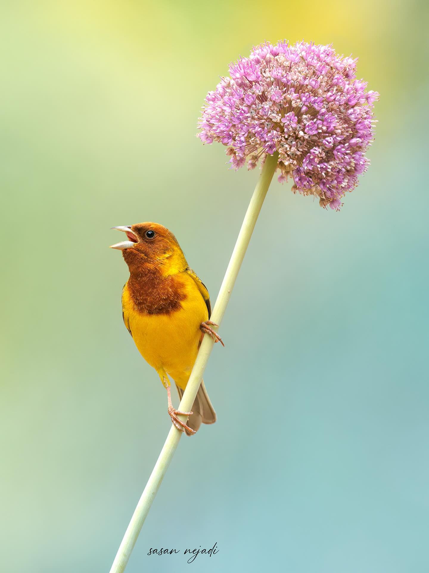 تصویری زیبا از زرد پره سرسرخ  