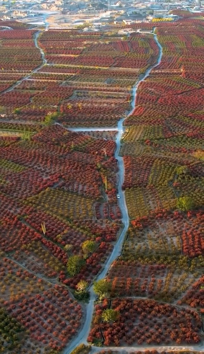 بزرگ‌ترین باغ زرشک دنیا در خراسان جنوبی
