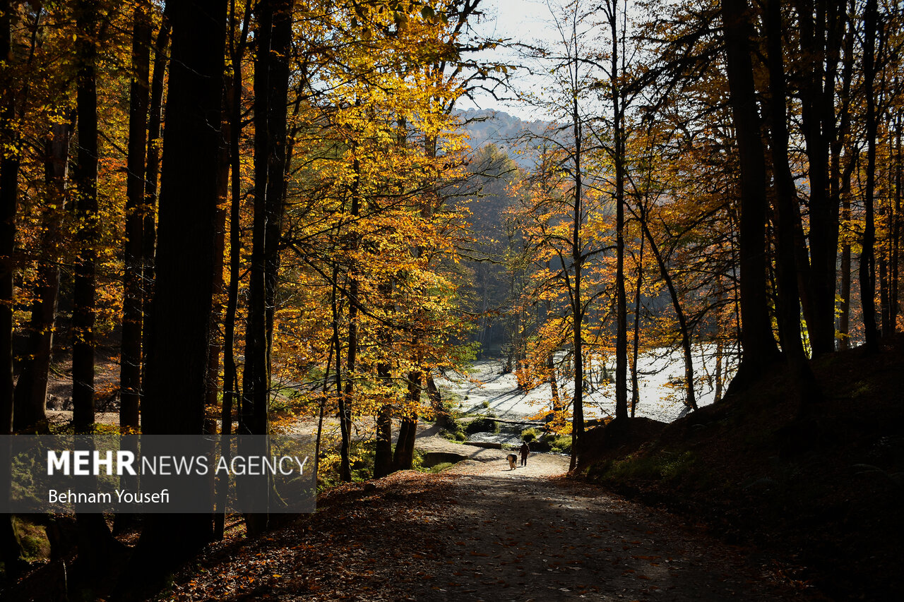 زیبایی جنگل های پاییزی مازندران