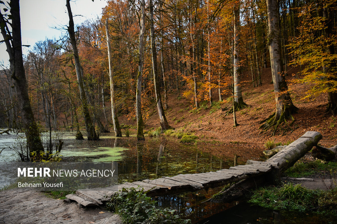 زیبایی جنگل های پاییزی مازندران