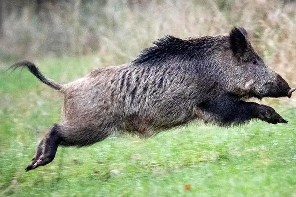 نجات یک گراز از گودال توسط محیط‌بانان در گرگان