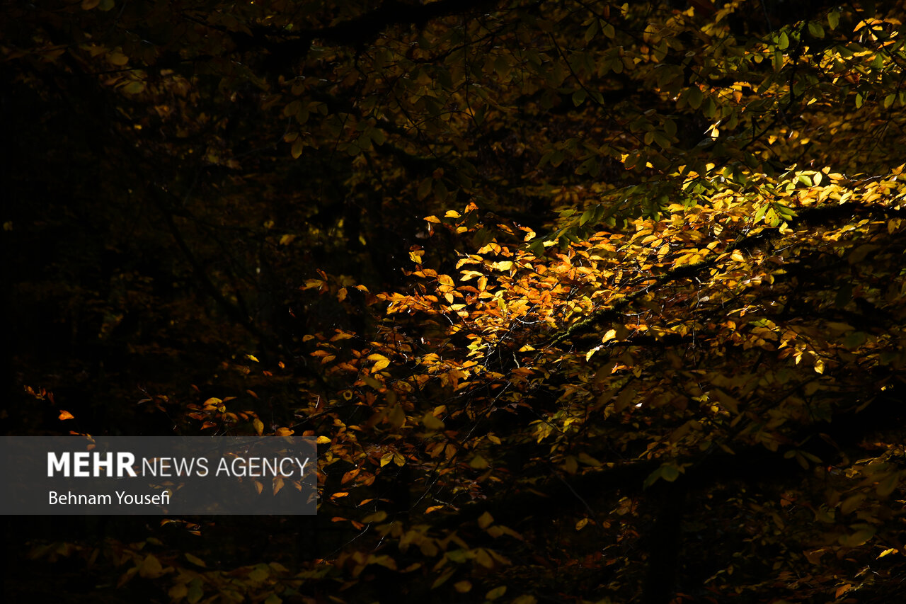 زیبایی جنگل های پاییزی مازندران