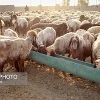 مزرعه دامپروری روستای چپرقویمه در شهرستان گنبد 