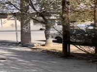 تصاویر شوکه‌کننده از یک دعوای خانوادگی عجیب