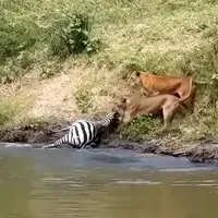 شیرها یک گورخر را از تمساح‌ها دزدیدند!