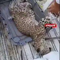 نجات یک قلاده پلنگ در کوههای بشاگرد