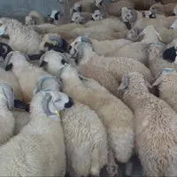 کشف ۳۳ رأس دام قاچاق در کنگاور