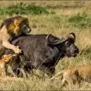 نبرد شیر و بوفالو برای بقا در طبیعت وحشی