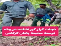 نجات یک گراز از گودال توسط محیط‌بانان 