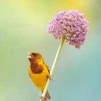 تصویری زیبا از زرد پره سرسرخ  