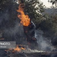 آتش منطقه الیت کمتر از ۸ هکتار شده است