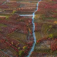 بزرگ‌ترین باغ زرشک دنیا در خراسان جنوبی