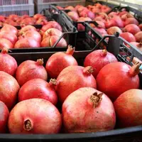 عراق خریدار ۸۵ درصد از انار صادراتی ایران