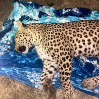 توله پلنگ ایرانی در بشاگرد هرمزگان تلف شد