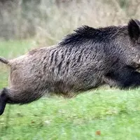 نجات یک گراز از گودال توسط محیطبانان در گرگان