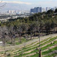 کمبود فضای سبز بجنورد؛ آیا سرانه ۱۱.۴۱ مترمربع به استاندارد ۱۴ میرسد؟