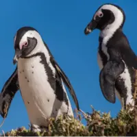 کشتی‌های ماهیگیری پنگوئن‌های آفریقایی را به لبه انقراض رسانده‌اند