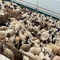 ظرفیت تولید دام کشور نصف شد